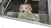 Hunde sind im Auto schnell von Überhitzung bedroht. Sie können ihre Körper- temperatur nur sehr ...