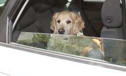 Hunde sind im Auto schnell von Überhitzung bedroht. Sie können ihre Körper- temperatur nur sehr ...