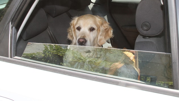 Hunde sind im Auto schnell von Überhitzung bedroht. Sie können ihre Körper- temperatur nur sehr ...
