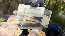 Der Banderolenkärpfling galt bereits als ausgestorben.