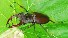 Ein typischer Totholz-Bewohner – der Hirschkäfer. Für ihn sind absterbende Bäume ein Paradies.