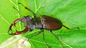 Ein typischer Totholz-Bewohner – der Hirschkäfer. Für ihn sind absterbende Bäume ein Paradies.