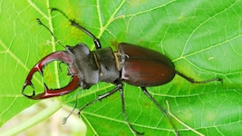 Ein typischer Totholz-Bewohner – der Hirschkäfer. Für ihn sind absterbende Bäume ein Paradies.