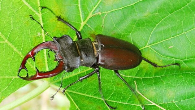 Ein typischer Totholz-Bewohner – der Hirschkäfer. Für ihn sind absterbende Bäume ein Paradies.