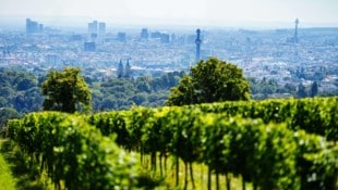 Biowein, der keiner ist: Der Schaden für das Traditionsweingut dürfte beträchtlich sein.