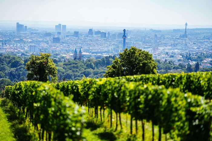 Biowein, der keiner ist: Der Schaden für das Traditionsweingut dürfte beträchtlich sein.