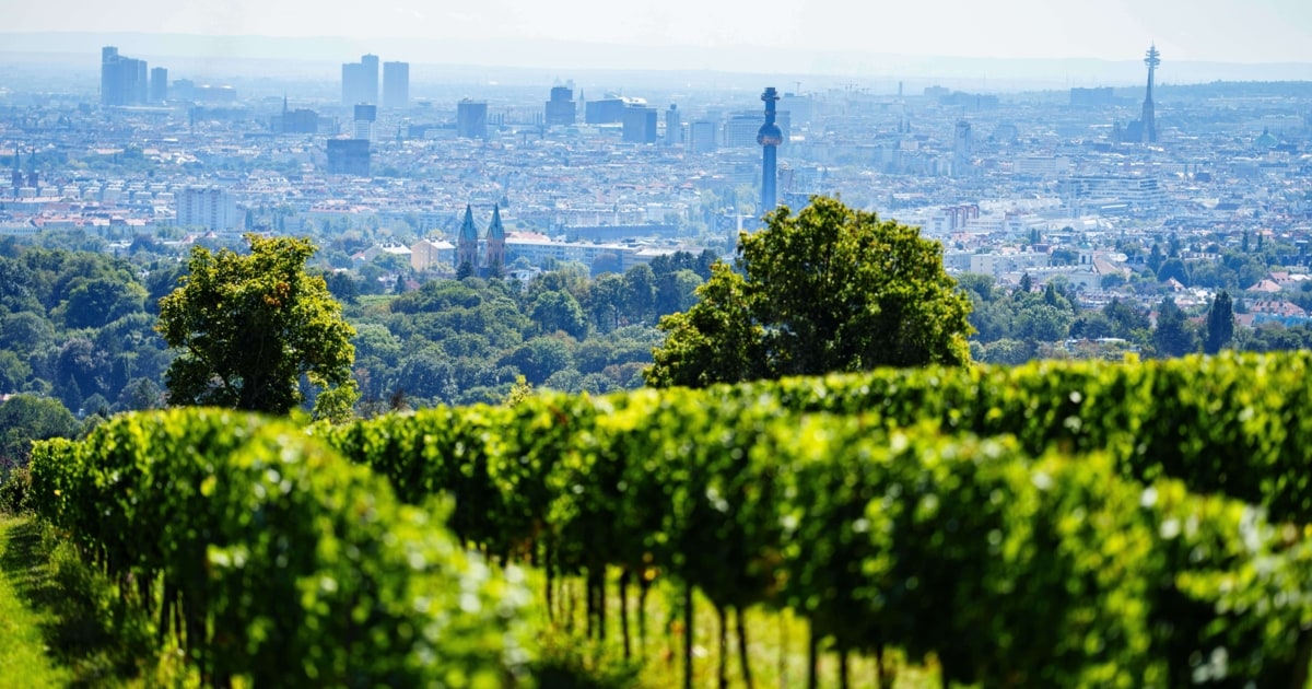 Hoher Rufschaden - Bio - Skandal bei Wiener Traditionsweingut Cobenzl