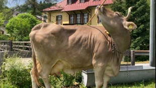 Kuh mit Werkzeug: Ein ungewöhnlicher Anblick. 