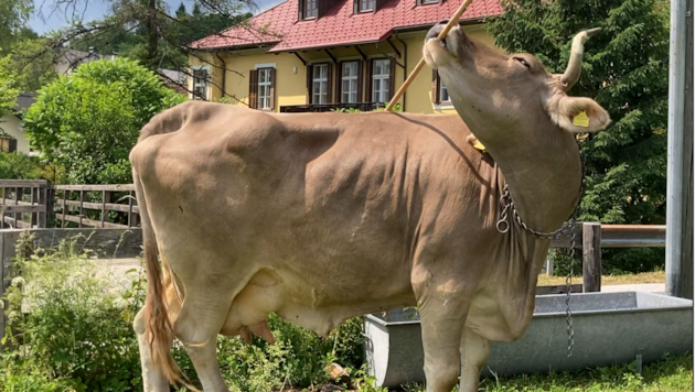 Kuh mit Werkzeug: Ein ungewöhnlicher Anblick.