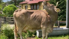 Kuh mit Werkzeug: Ein ungewöhnlicher Anblick. 