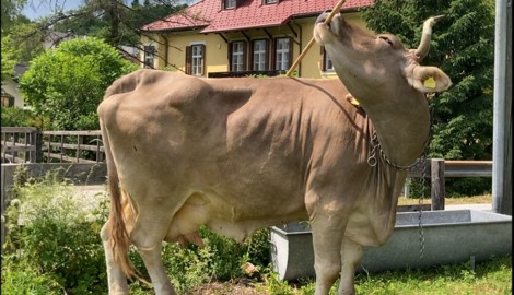 Kuh mit Werkzeug: Ein ungewöhnlicher Anblick. 