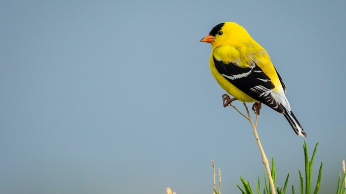 Langfristig zeigt der Stieglitz als einziger Finkenvogel keinen negativen Trend im Winter.