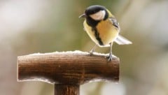 Die Kohlmeise wurde an neun von zehn Zählorten angetroffen.