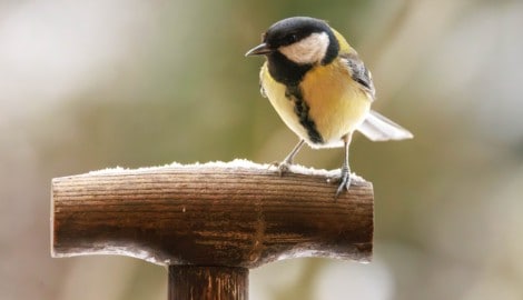 Die Kohlmeise wurde an neun von zehn Zählorten angetroffen.