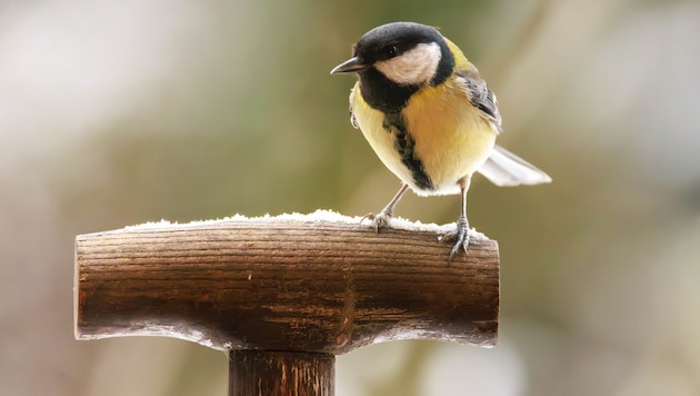 Die Kohlmeise wurde an neun von zehn Zählorten angetroffen.