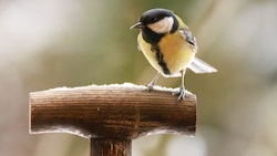 Die Kohlmeise wurde an neun von zehn Zählorten angetroffen.