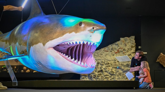 Eyecatcher und Fotopoint in der Naturschau im Linzer Schlossmuseum