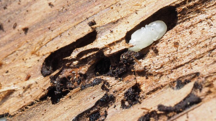 Der Borkenkäfer kann in Schach gehalten werden.