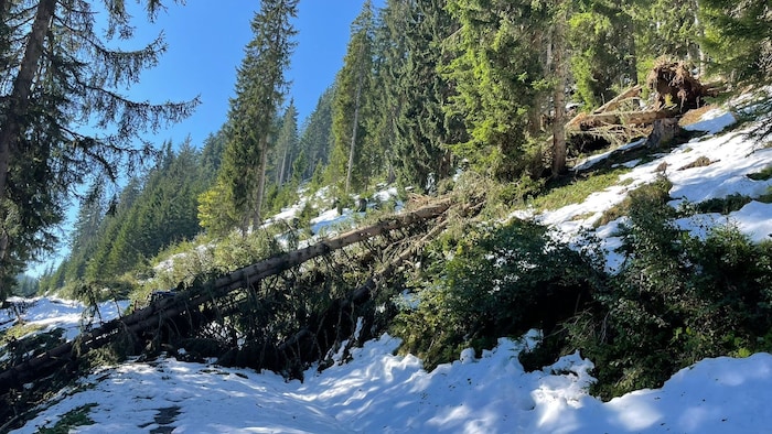 Idylle im Winterwald