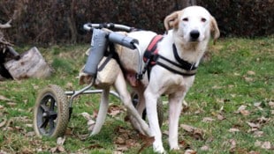 Einer der Rollstuhlhunde, die sich in ihrem neuen Zuhause ausgesprochen wohlfühlen und dort auch ...