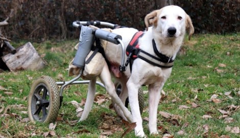 Einer der Rollstuhlhunde, die sich in ihrem neuen Zuhause ausgesprochen wohlfühlen und dort auch ...