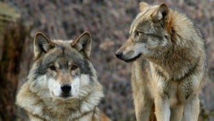 Die Rückkehr des Wolfs sorgt regelmäßig für hitzig geführte Debatten.