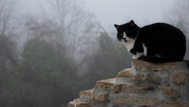 Zäher Hochnebel, eisige Nächte: Osten bibbert in den kommenden Tagen (Symbolbild).
