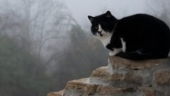 Zäher Hochnebel, eisige Nächte: Osten bibbert in den kommenden Tagen (Symbolbild).