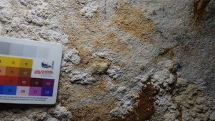 Der Fund hat nach Einschätzung des Forscherteams weitreichende Bedeutung für das Verständnis der ...