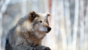 Alternde Zootiere gefährden langfristige Ziele im Artenschutz, Forscher sprechen sich daher ...