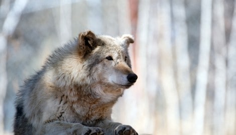 Alternde Zootiere gefährden langfristige Ziele im Artenschutz, Forscher sprechen sich daher ...