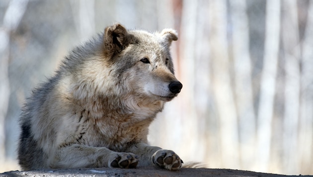 Alternde Zootiere gefährden langfristige Ziele im Artenschutz, Forscher sprechen sich daher für ...