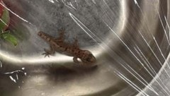 Hat eine weite Reise hinter sich, der kleine Gecko.