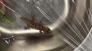 Hat eine weite Reise hinter sich, der kleine Gecko.