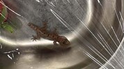 Hat eine weite Reise hinter sich, der kleine Gecko.