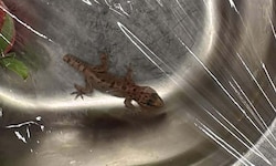 Hat eine weite Reise hinter sich, der kleine Gecko.
