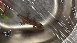 Hat eine weite Reise hinter sich, der kleine Gecko.