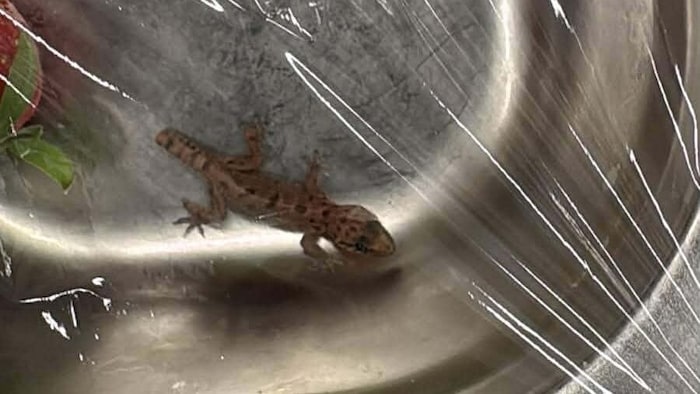 Hat eine weite Reise hinter sich, der kleine Gecko.