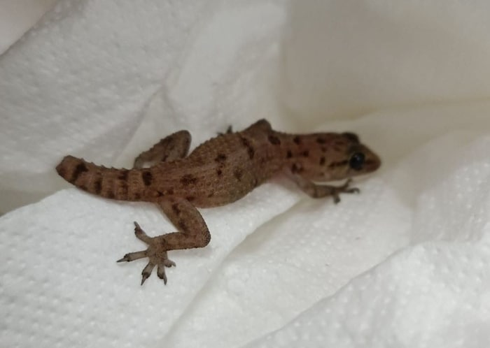 Die kleine Eidechse wurde nach Wien gebracht und wird dort aufgepäppelt.