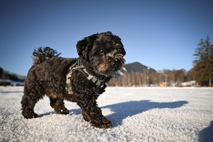 Der dreijährige Rüde „Oscar“ ist ein echter Wirbelwind und Ehrlichs treuer Begleiter.