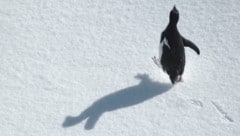 Der traurigste Pinguin der Welt: Eine alte Herzog-Doku wird zum viralen Phänomen (Symbobild).