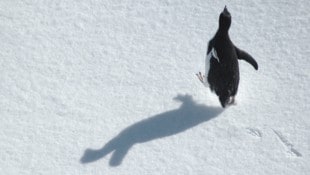 Der traurigste Pinguin der Welt: Eine alte Herzog-Doku wird zum viralen Phänomen (Symbobild).