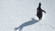 Der traurigste Pinguin der Welt: Eine alte Herzog-Doku wird zum viralen Phänomen (Symbobild).