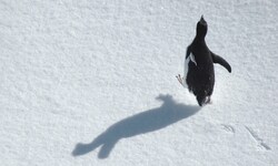 Der traurigste Pinguin der Welt: Eine alte Herzog-Doku wird zum viralen Phänomen (Symbobild).