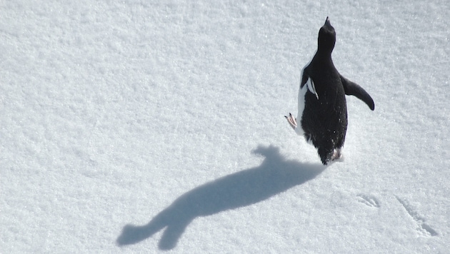 Der traurigste Pinguin der Welt: Eine alte Herzog-Doku wird zum viralen Phänomen (Symbobild).