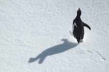 Der traurigste Pinguin der Welt: Eine alte Herzog-Doku wird zum viralen Phänomen (Symbobild).