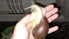 Einer der 15 süßen Schnecken. 