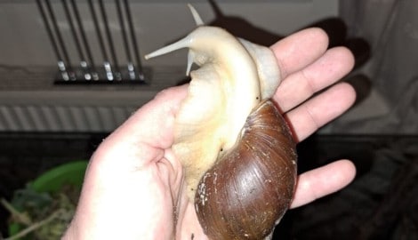 Einer der 15 süßen Schnecken. 