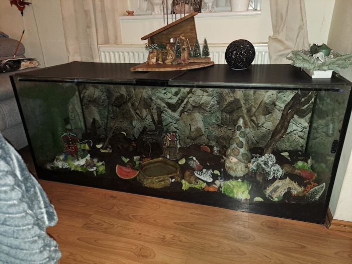 In ihrem gemütlichen Zuhause fühlen sich die zahmen Achatschnecken pudelwohl.