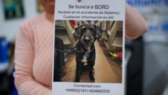 Mit diesem Bild wurde nach dem vermissten Vierbeiner „Boro“ gesucht.